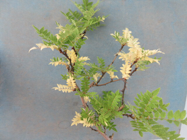 楽天市場】【送料無料】小盆栽 イチョウ 斑入り 苗 : 片岡笑幸園「悠々