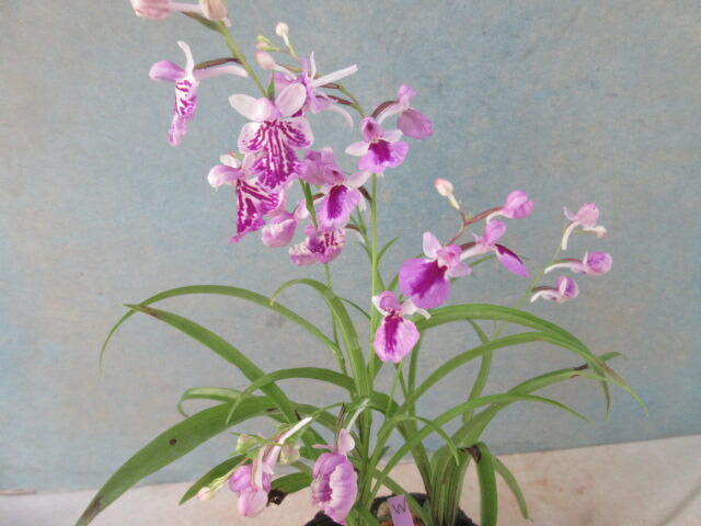 送料無料ウチョウラン 寄せ植え K : 片岡笑幸園「悠々