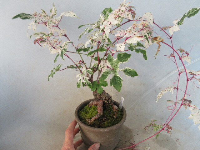 楽天市場】斑入り野葡萄 野ブドウ 苗 9cmポット 3号鉢 ノブドウ