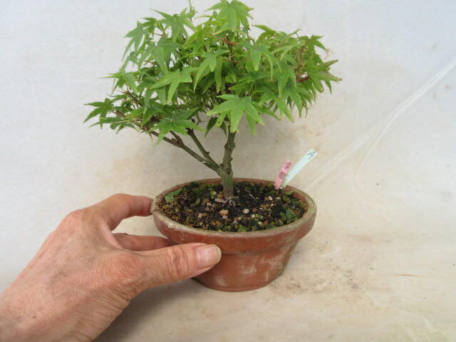 楽天市場】送料無料【貴風盆栽】 ミヤマキリシマ/深山霧島-舞扇