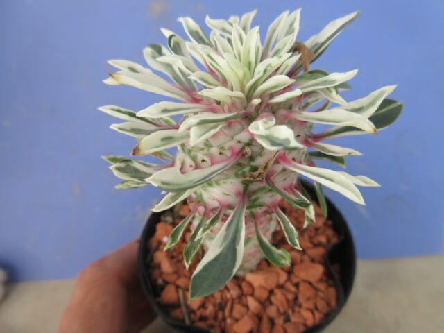 楽天市場】【送料無料】多肉植物 ハオルチア 翠錦錦 A : 片岡笑幸園