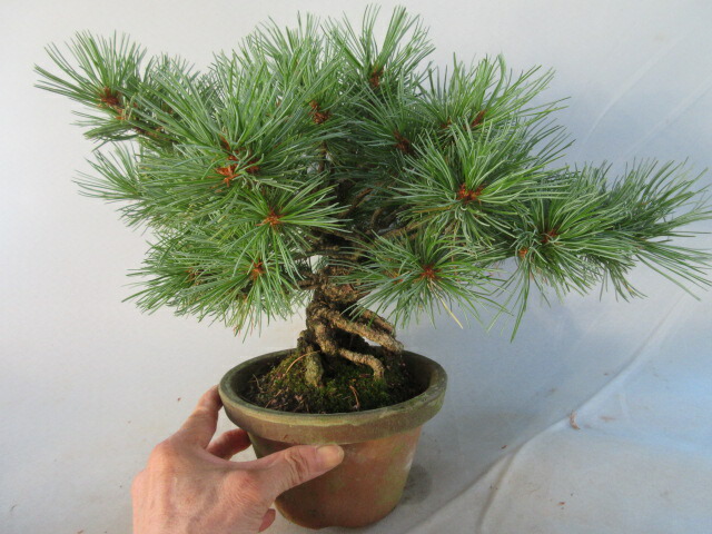 八房五葉松(八紘) 楽天市場】【送料無料】小盆栽 八つ房五葉松 八紘（はっこう）B