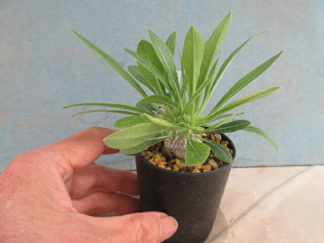 パキポディウム　タッキー大黒　タキ大　タッキー × 恵比寿大黒　大株 楽天市場】多肉植物 caパキポディウム 恵比寿大黒×タッキー 送料無料