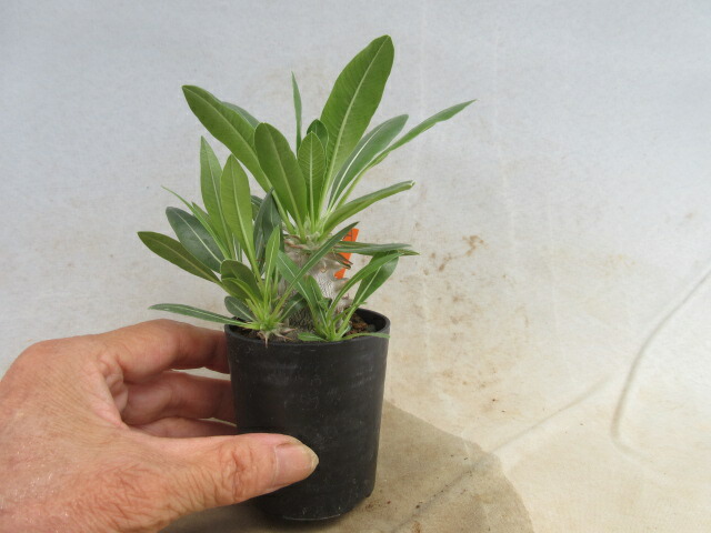 楽天市場】多肉植物 caパキポディウム 恵比寿大黒×タッキー 送料