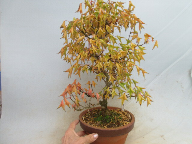 楽天市場】送料無料【小品盆栽 ミニ盆栽】 匂い楓/ニオイカエデ