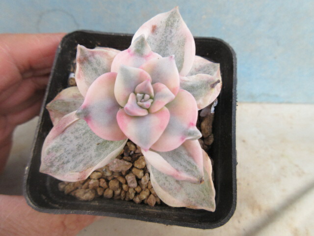 楽天市場】【送料無料】多肉植物 エケベリア モダンジェオン