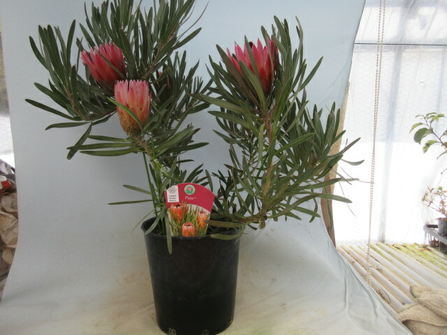 楽天市場】【送料無料】プロテア クリームミンク 花木苗 8号鉢 1