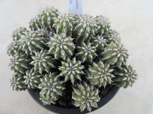 楽天市場】多肉植物 クジャクサボテン PEA-14 4号鉢 孔雀サボテン 観葉