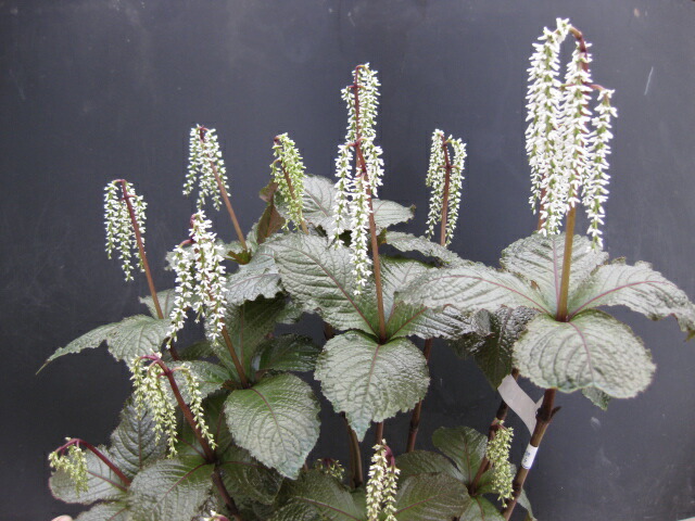 楽天市場 春の山野草 ガビシズカ ヒトリシズカの仲間 片岡笑幸園 悠々の森