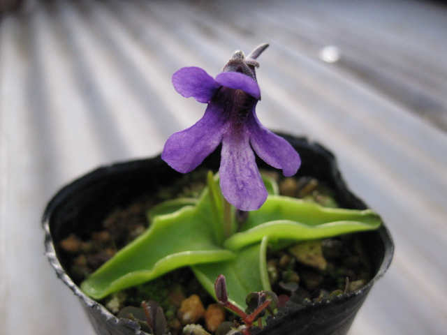 楽天市場 虫取りスミレ 国産種 ムラサキ花 片岡笑幸園 悠々の森