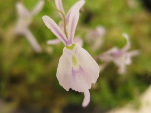 楽天市場 食虫植物 ウサギ苔 片岡笑幸園 悠々の森