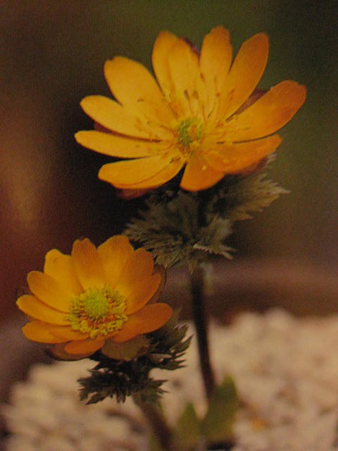 楽天市場】【送料無料】福寿草 「白牡丹（はくぼたん）」2芽 : 片岡笑