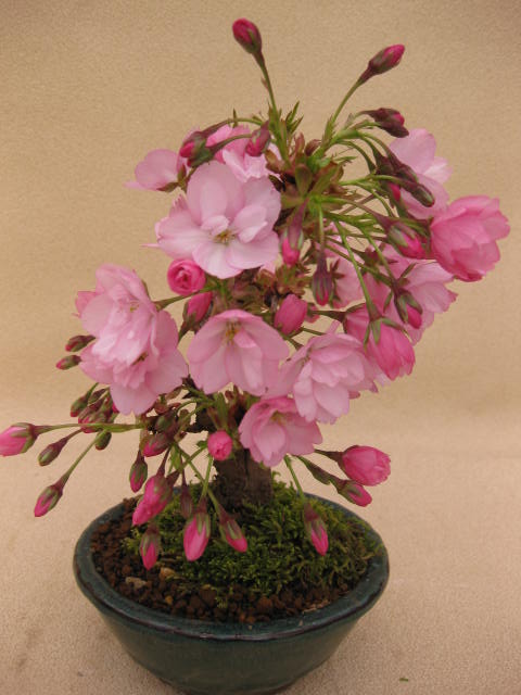 にしき松 楽天市場】【送料無料】盆栽 小盆栽 松 錦松（にしきまつ）A 接ぎ木