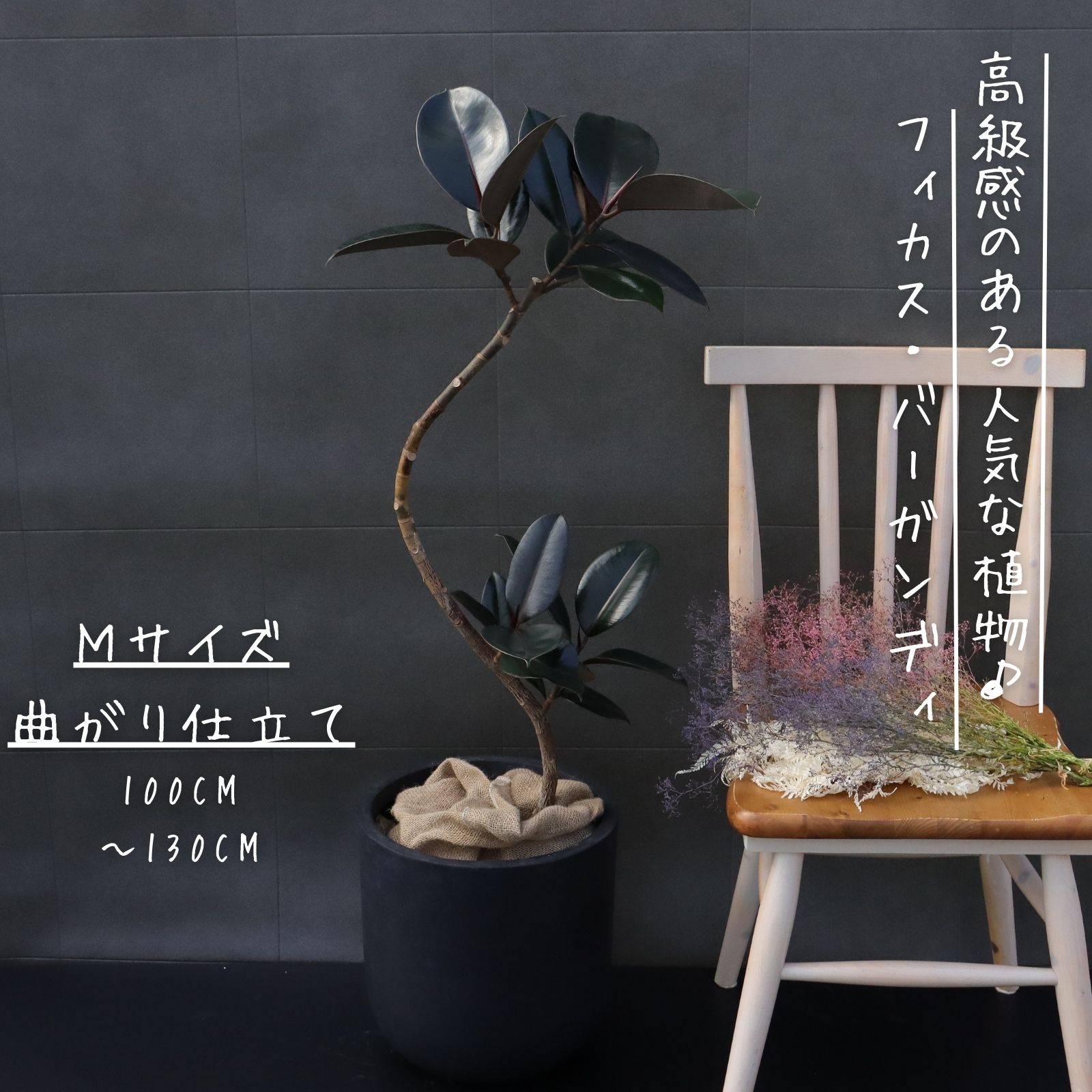 フィカス バーガンディ 曲がり 仕立てもの M大いさ クロ天然ゴム 天然ゴムの木 喜び事 差し上げ物 開店お祝い ラッピング 無料 観葉草木 差し上げ物 お中元 お歳暮 熱帯草木 バーガンディー 黒天然ゴム 選べる ねじ釘仕立てもの S字仕立てもの 100珊~130珊 観葉植物-花・観葉植物