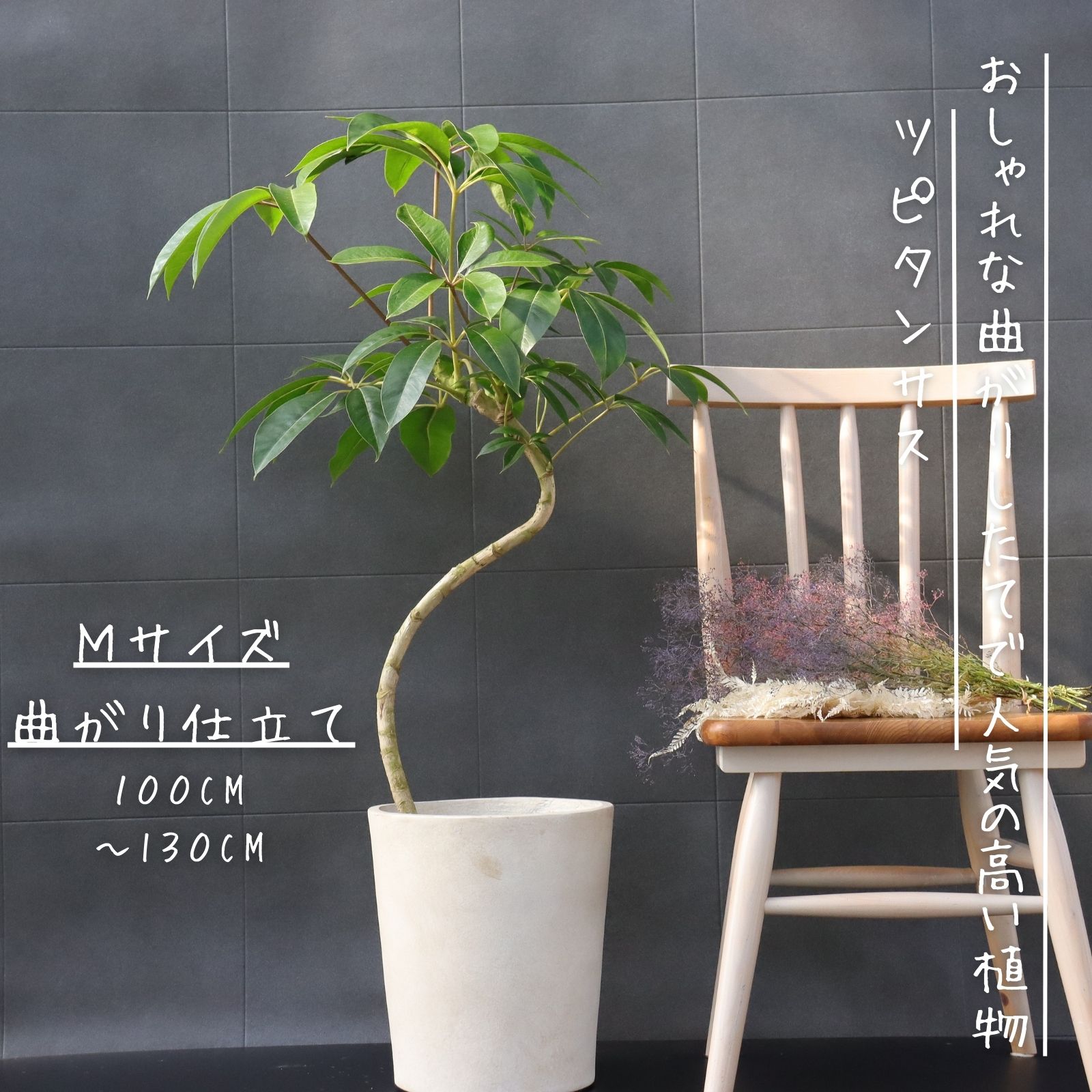 【引取特価】【美形】破格！ツピタンサス約130cm 7号鉢 現品］ツピタンサス 7号 プラ鉢 観葉植物 室内 おしゃれ 大きい葉 幸福