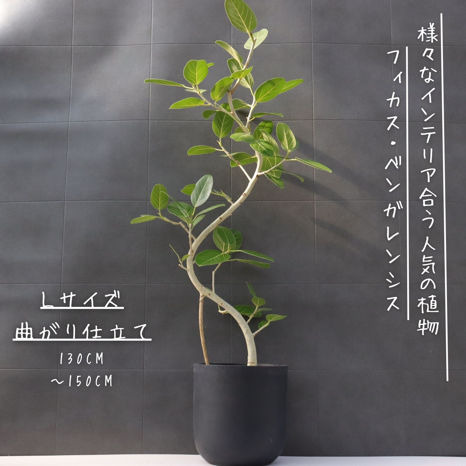 楽天市場】観葉植物 フィカス ベンガレンシス 8号鉢 【全国送料無料