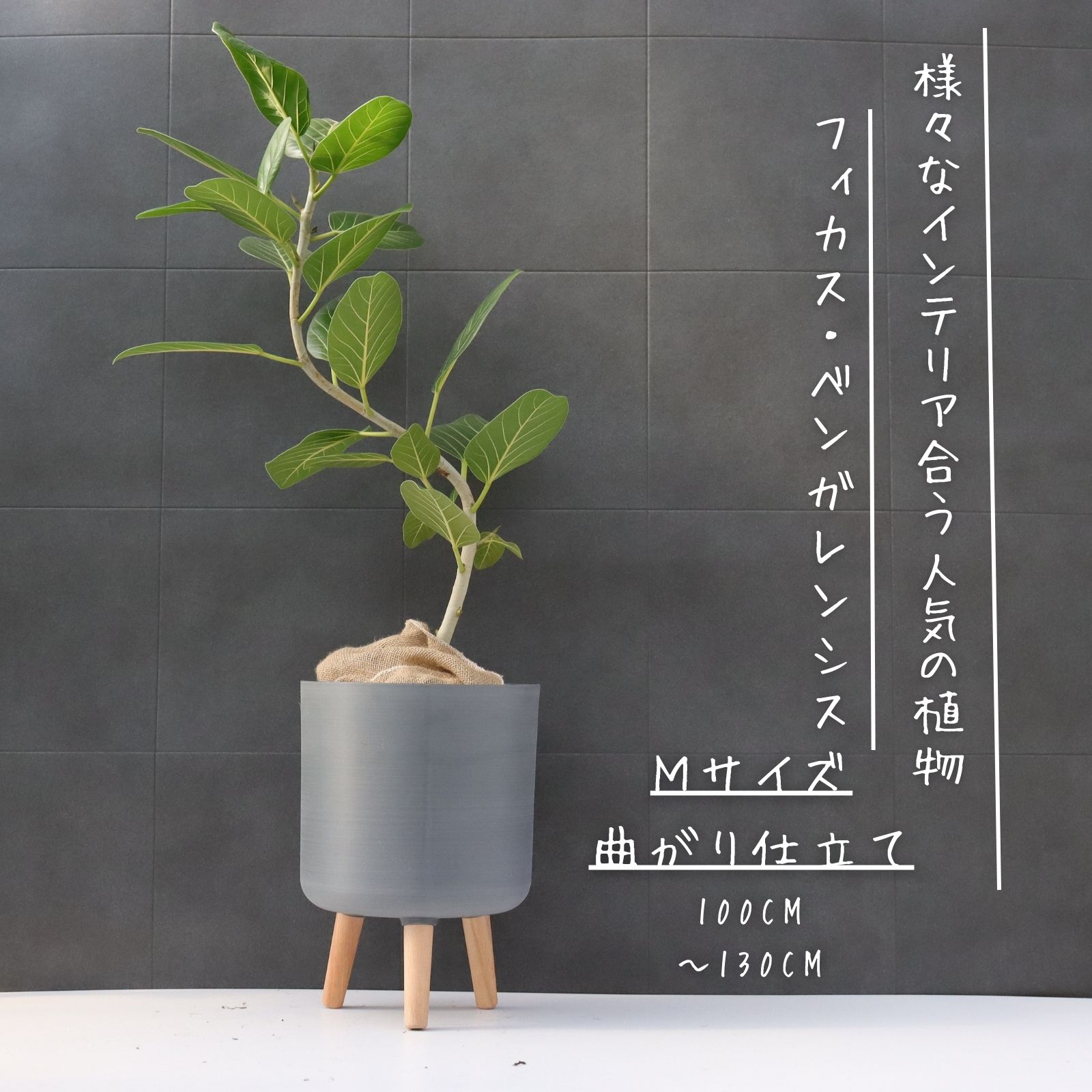 フィカス　ベンガレンシス　太幹　植物　盆栽　インテリア フィカス ベンガレンシス 太幹 ゴムの木 植物 盆栽 インテリア