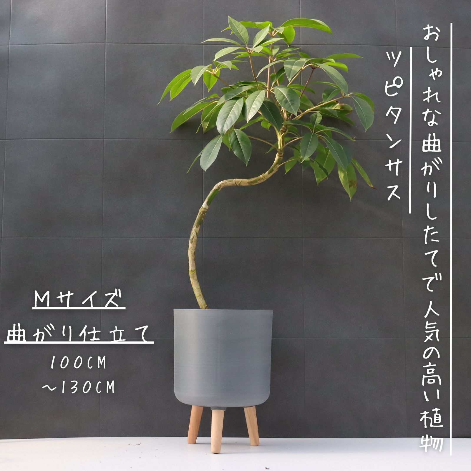ツピタンサス シェフレラ・ピュックレリ ８号 曲がり仕立て S字 儀式用 差し上げ物 ラッピング 無料 観葉草木 開店祝賀会 営造祝賀会 差し上げ物 ツピタンサス 観葉草木 本物 M100糎~130糎