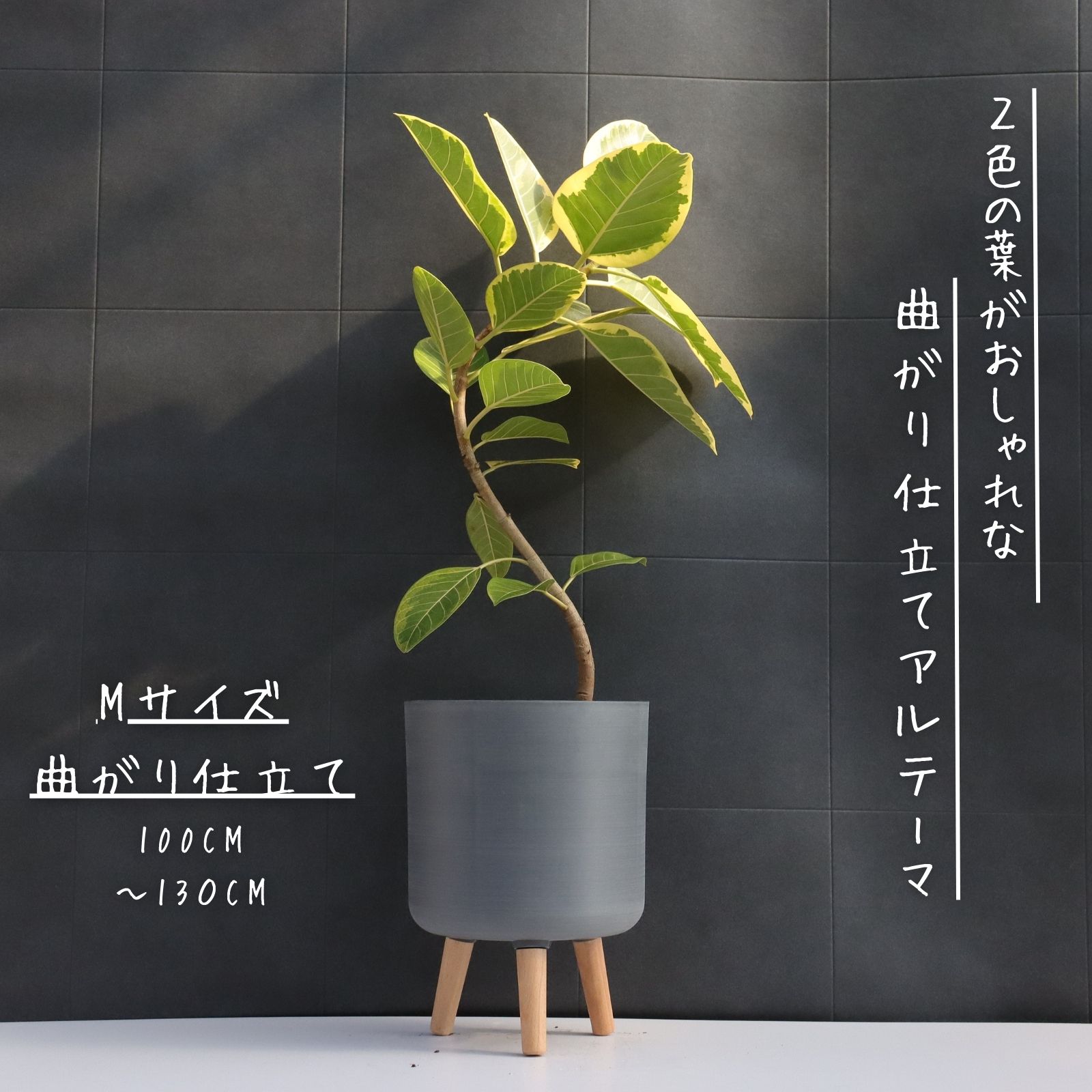 楽天市場】観葉植物 フィカス アルテシマ ゴムの木 7号鉢 アルテシーマ