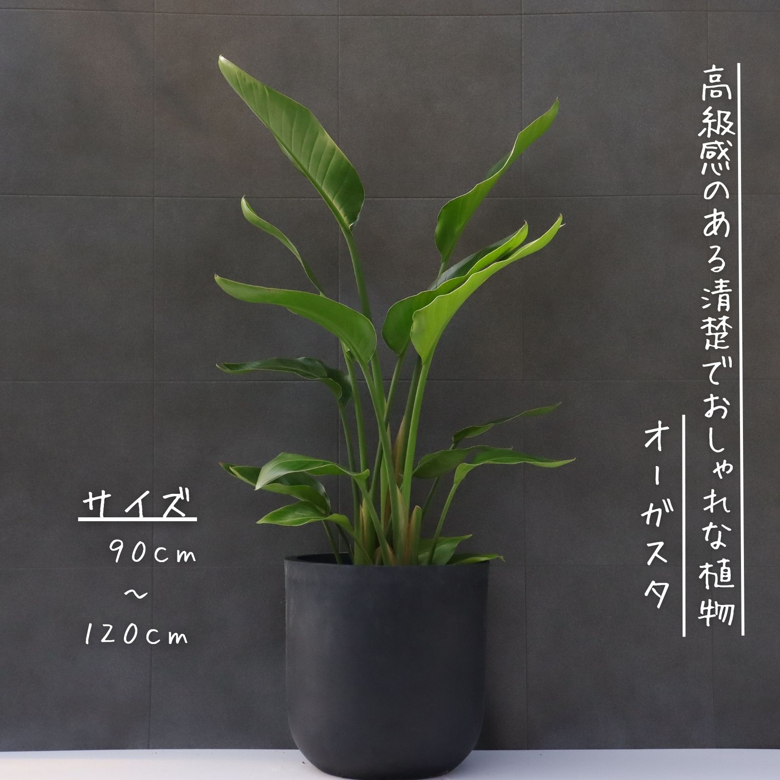 オーガスタ 観葉草木 ストレリチア オーガスタ ８号 観葉草木 オーガスタ ８号 好いたらしい 祝賀会 差し上げ物 開店祝賀会 観葉草木ラッピング 無料 観葉草木 差し上げ物 お中元 お歳暮 熱帯草木 大型 室内 M大きさ