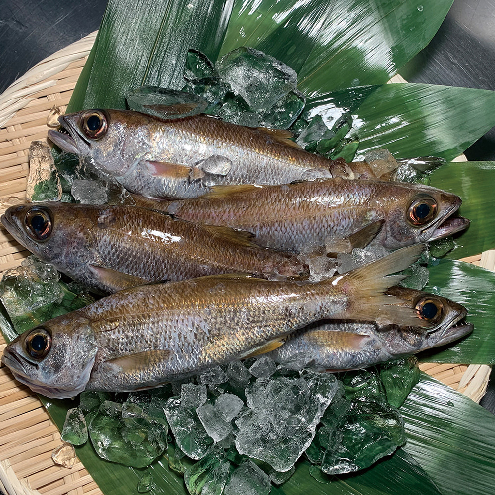 楽天市場 鮮魚 黒むつ クロムツ 1匹 0 5kg 1kg前後 築地通販 おいしいなショップ