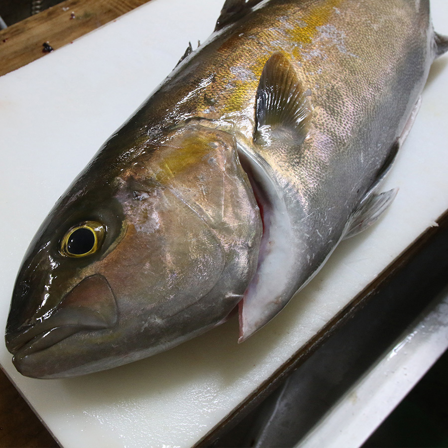 楽天市場 津本式 仕立て師 阿部浩也 カンパチ 養殖 送料無料 兵庫県からの発送 津本式 血抜き 雑誌 鮮魚 魚仕立屋 津本式 楽天市場店