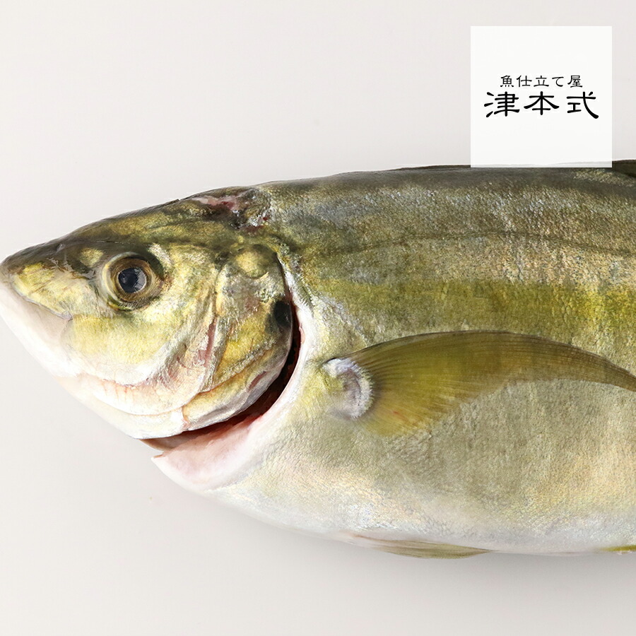 津本式 津本光弘 本人仕立て 究極の血抜きシマアジ重量 約1.0〜1.2kg 養殖 送料無料 【期間限定特価】 宮崎県から発送 血抜き メディア 著書 鮮魚革命 人気スポー新作 youtube で紹介 刺身 究極の血抜き 鮮魚 人気