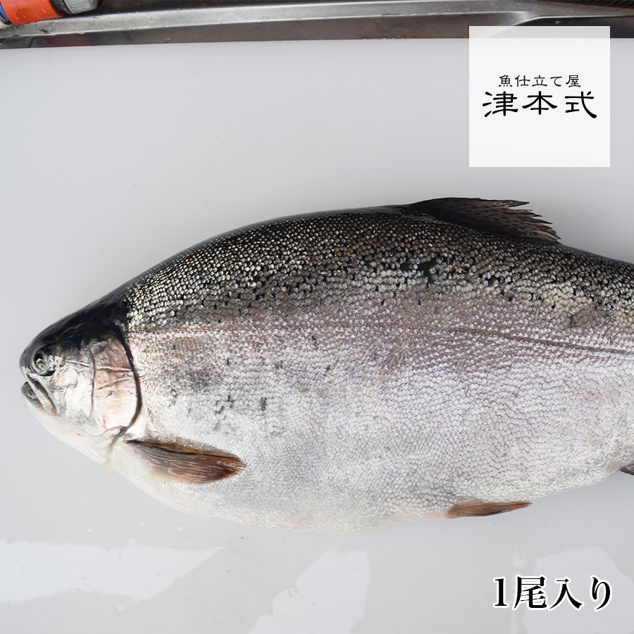 好評 津本式 仕立て師 清原功次 究極の血抜き健康さーもん1尾入り重量 1尾約2kg 2 5kg 養殖 香川県から発送 津本式 血抜き 鮮魚 メディア 鮮魚革命 著書 究極の血抜き 津本式 で紹介 刺身 Youtube 人気 60 Off Vancouverfamilymagazine Com