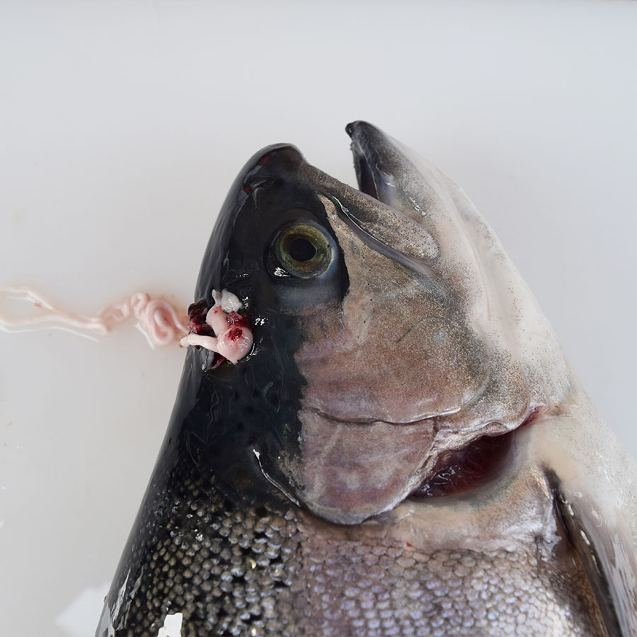 好評 津本式 仕立て師 清原功次 究極の血抜き健康さーもん1尾入り重量 1尾約2kg 2 5kg 養殖 香川県から発送 津本式 血抜き 鮮魚 メディア 鮮魚革命 著書 究極の血抜き 津本式 で紹介 刺身 Youtube 人気 60 Off Vancouverfamilymagazine Com