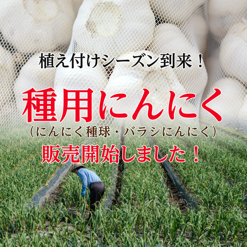 驚きの値段】 金郷種ホワイト にんにく種球 1kg×10ネット 中国産 送料無料 沖縄除く asce-ski-nautique.fr