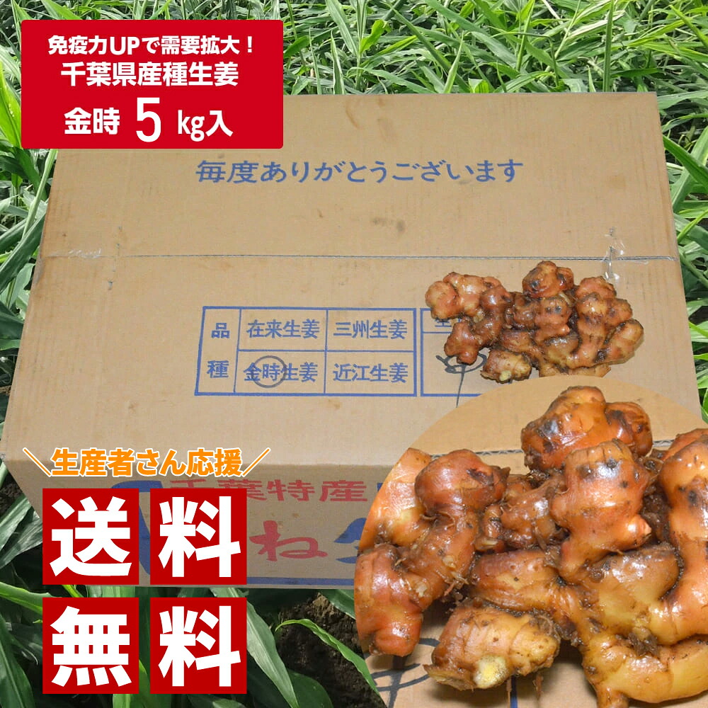 種生姜 千葉県産金時生姜5kg|生姜工房