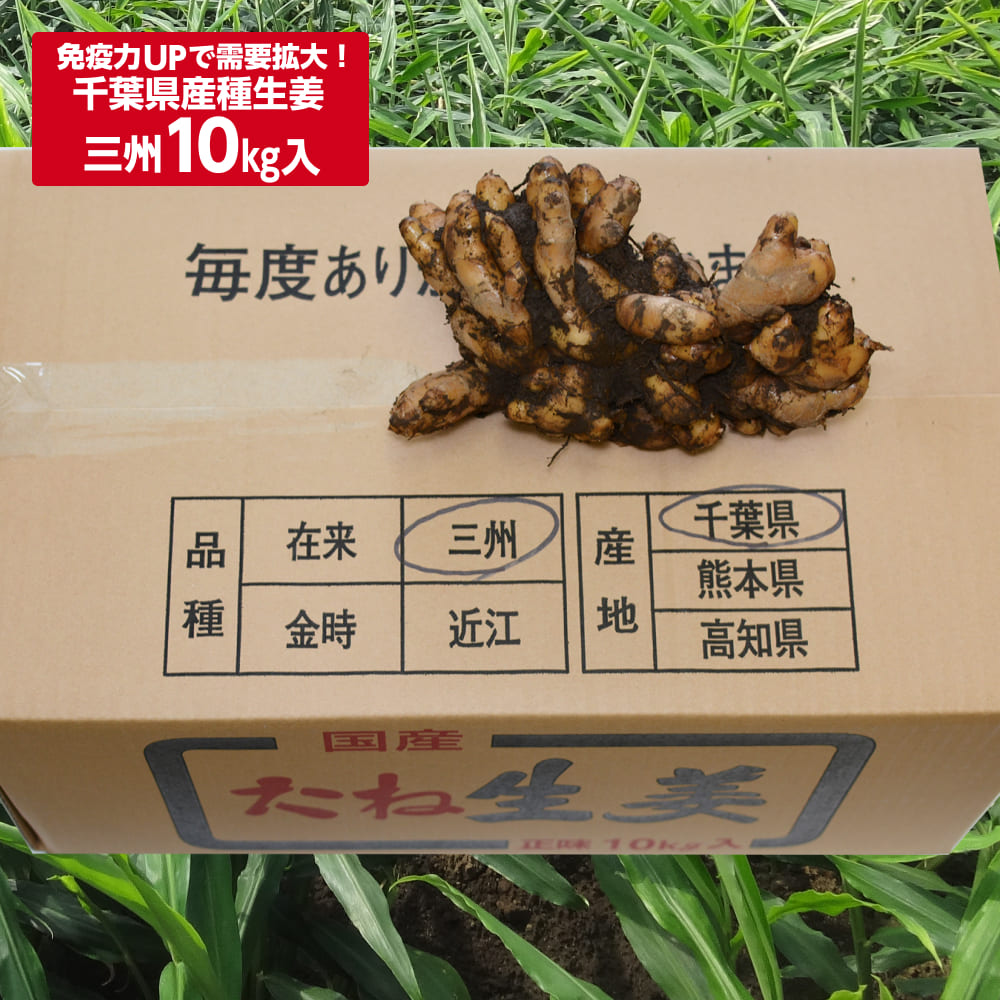 楽天市場】種生姜 千葉県産三州生姜10kg : 生姜工房