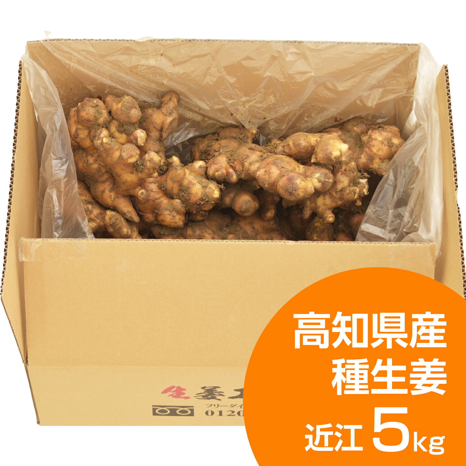 楽天市場】種生姜 高知県産近江生姜（白）5kg : 生姜工房