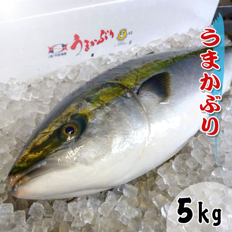 うまかぶり 寒ブリ 養殖 ギフト ブリ 1匹 鰤 プレゼント ブリ大根 活締め 5kg