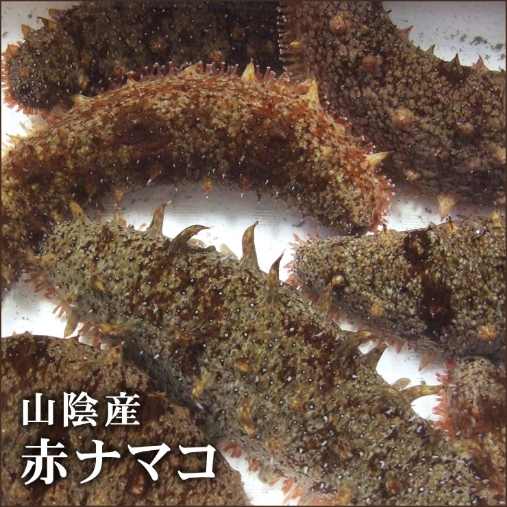 楽天市場 スピード出荷 鳥取県産 活なまこ 寒ナマコ 赤ナマコ 海鼠 活生 1kg詰め込みセット 2 4匹程度入り 酢の物に 本物を追求する フォーシーズン