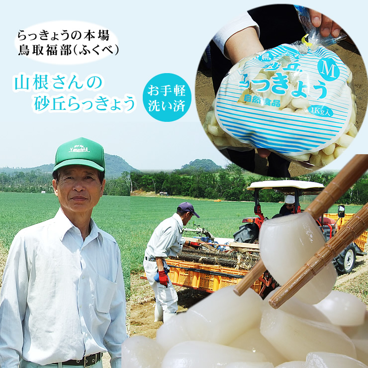 らっきょう　5kg 鳥取県産　福部町　ふくべ　ラッキョウ　産地直送 Amazon.co.jp: 鳥取県福部町産 ふくべ鳥取砂丘らっきょう(洗い