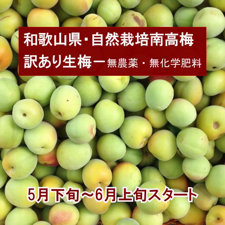 訳あり梅 梅の本場和歌山の無農薬南高梅-生梅 梅干し 酵素ジュース 梅ジュース 梅ジャムなどにおすすめ 今年はクール配送になります。完全無農薬 自然栽培の生梅 期日指定不可