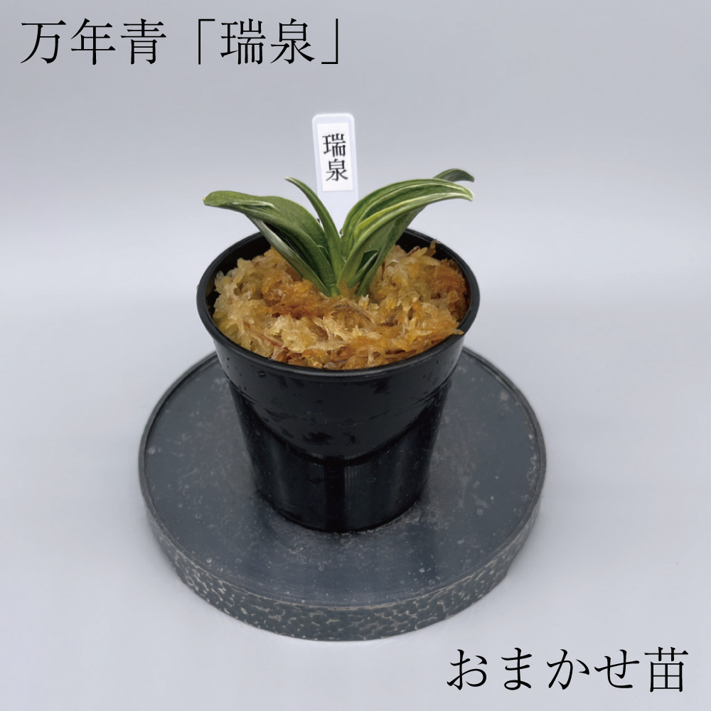 オンラインショップ おもと 雪雷 万年青 その他多肉植物 - ekosular.az