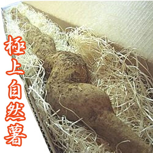楽天市場】自然薯(じねんじょ)1本入約700g前後 茨城県産 : 旬の