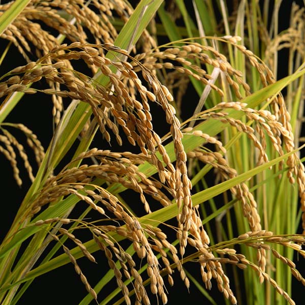 楽天市場】米 玄米 10kg 2022年産 新米！！ 北条米 : 旬の食卓