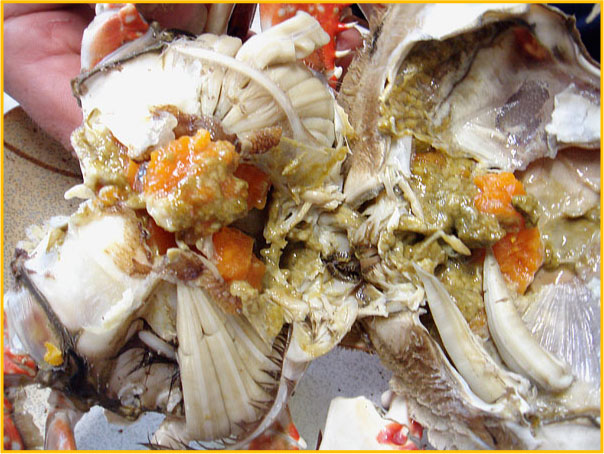 送料無料 愛知県作り出す 活〆 渡り蟹 ワタリガニ ガザミ かに 雌 1kg 3匹 5匹 内子 内子入り前入りぐちました 逢引き限局不可 Digitalland Com Br