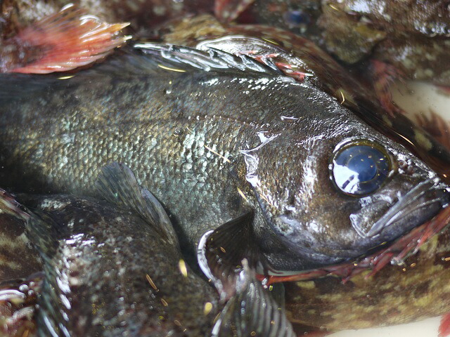 【楽天市場】【送料無料】愛知県　釣 活 活〆 活締め 黒 メバル(めばる クロメバル くろめばる) 1kg （6匹前後）：まると水産
