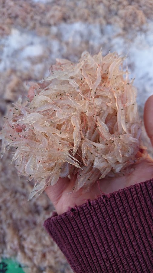 【送料無料】愛知県産 あみの塩辛 あみ塩辛 10kg 国産 食塩のみ使用｜まると水産 7,560円