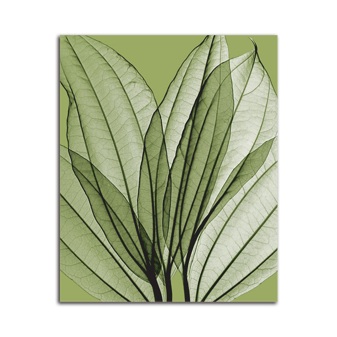 絵画 大型 高級 花 Leaf Bouquet Green SIZE mm 800*1000 おしゃれ 壁掛け 絵 写真 インテリア 繊細美 レントゲン アート