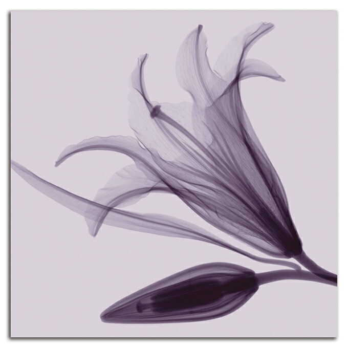 【即発送可能】お買い物マラソンP２倍絵画 高級 花 Lily&amp;Bud SIZE/mm 590 590おしゃれ 壁掛け 絵 写真 インテリア 繊細美 レントゲン アート 韓国 壁掛けアート専門店東京アートラボ