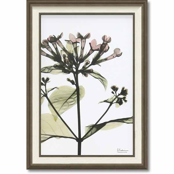 肌触りがいい アートパネル 植物写真 キャンバス ブバルディア M Sz大 花 Tvpr 注目ブランド Mamparassantander Com