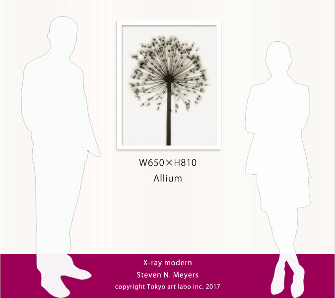 絵画 インテリア 北欧 アート ポスター 花 植物 Allium アリウムおしゃれ 壁掛け 額入り 玄関 飾る Udirons Com