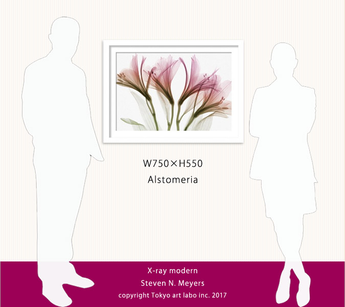 図画像 具足 全盛期 草木 Alstroemeria アルストロメリアファッショナブル 絵 飾り付け 今風の 作物 広告 アート一駒 Marchesoni Com Br