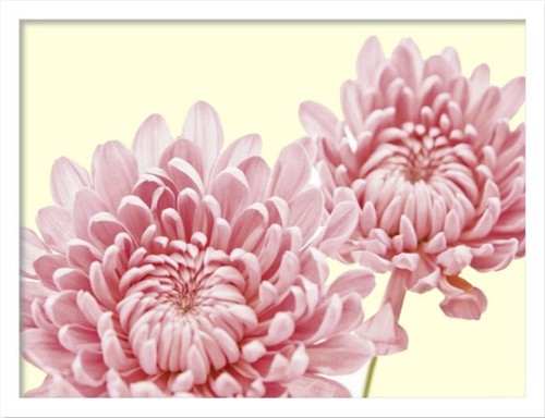 絵画 インテリア 花 植物 北欧 アートポスター Fossey George Chrysanthemum In Bloomおしゃれ 壁掛け 額入り 玄関 飾る Cliniquemenara Ma