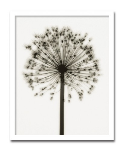 絵画 インテリア 北欧 アート ポスター 花 植物 Allium アリウムおしゃれ 壁掛け 額入り 玄関 飾る Udirons Com